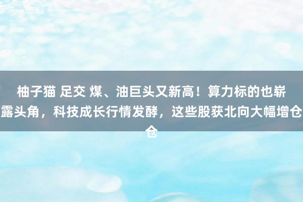 柚子猫 足交 煤、油巨头又新高！算力标的也崭露头角，科技成长行情发酵，这些股获北向大幅增仓